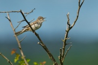 Penice vlasska - Sylvia nisoria - Barred Warbler 5533